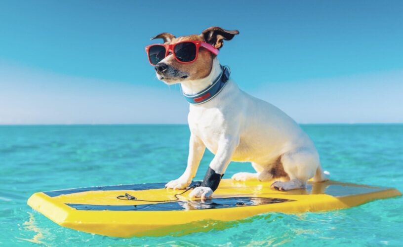 Καλοκαίρι με τον σκύλο σας στην παραλία!. 