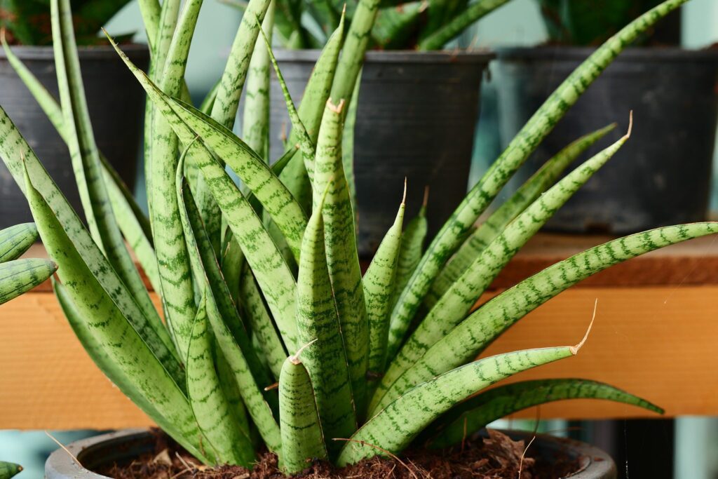 Sansevieria