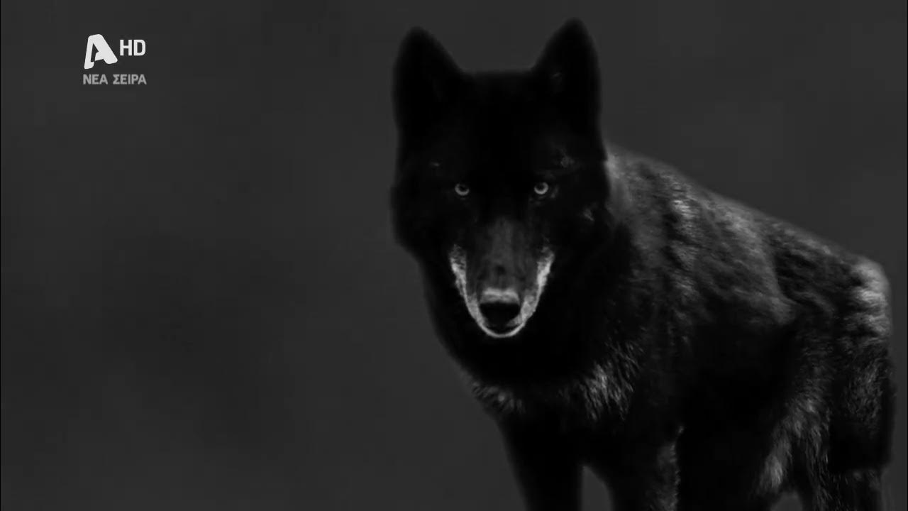 Ο Αλέξης στη σειρά του ALPHA, Ο Τιμωρός, έχει στήσει μία άψογα ενορχηστρωμένη προδοσία εις βάρος του φίλου του και έτσι πολύ σύντομα κα