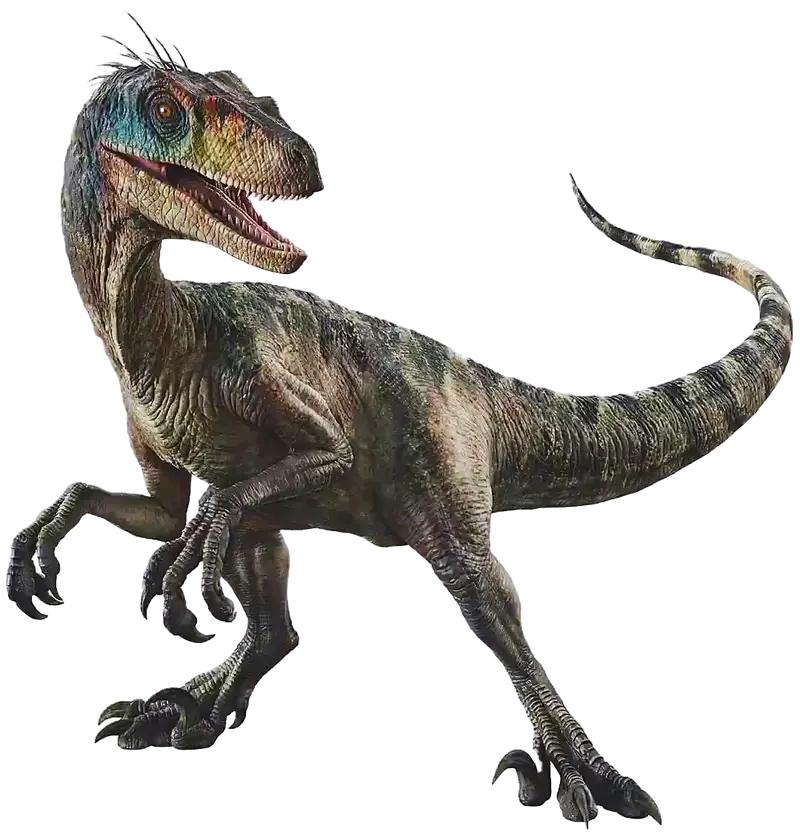 Velociraptor